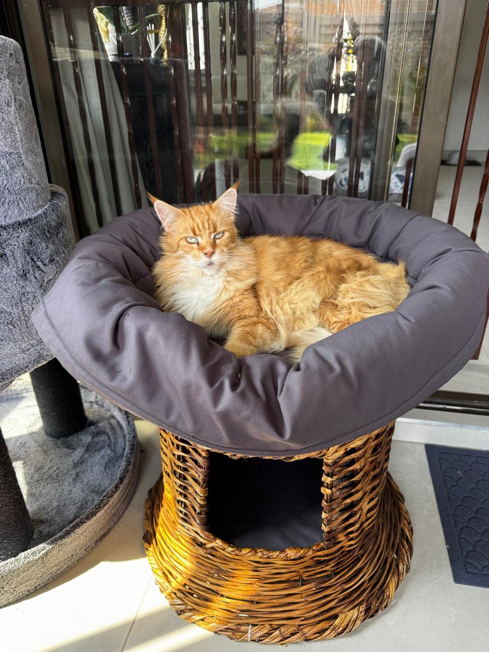 Standard Oval Bed Cushion