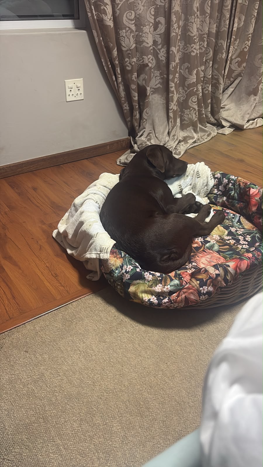 Standard Oval Bed Cushion
