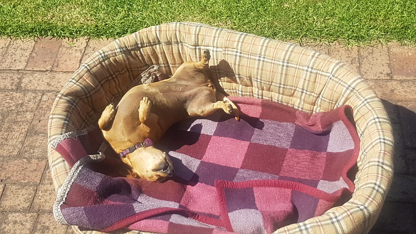 Standard Oval Bed Cushion