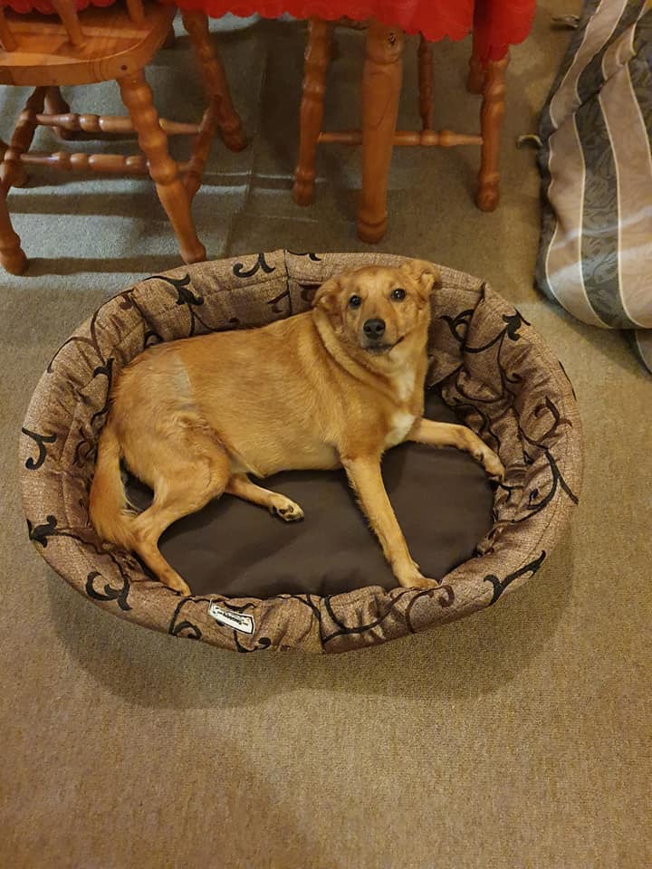 Standard Oval Bed Cushion