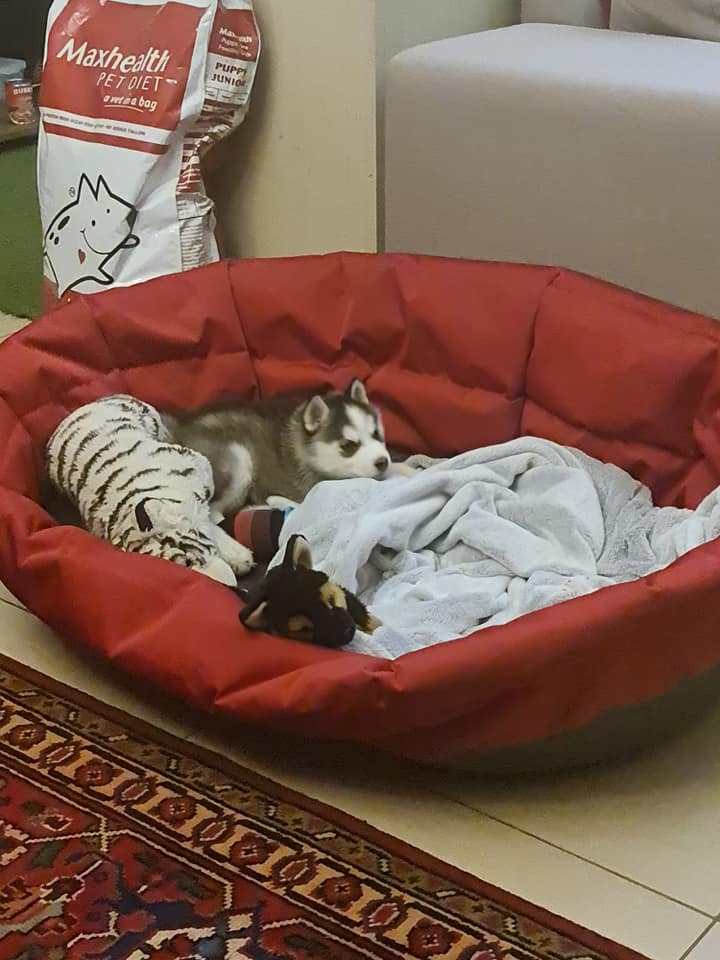 Standard Oval Bed Cushion