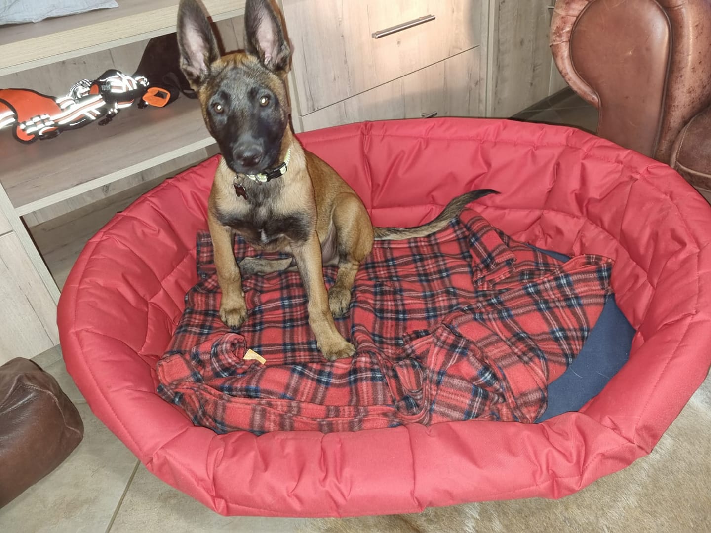 Standard Oval Bed Cushion