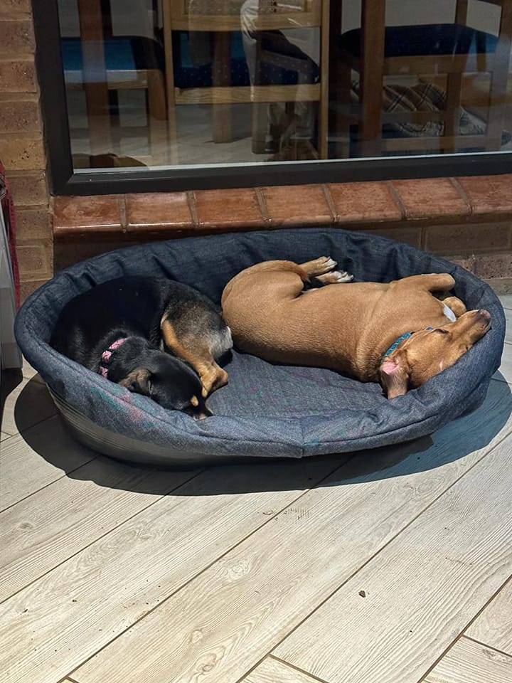Standard Oval Bed Cushion