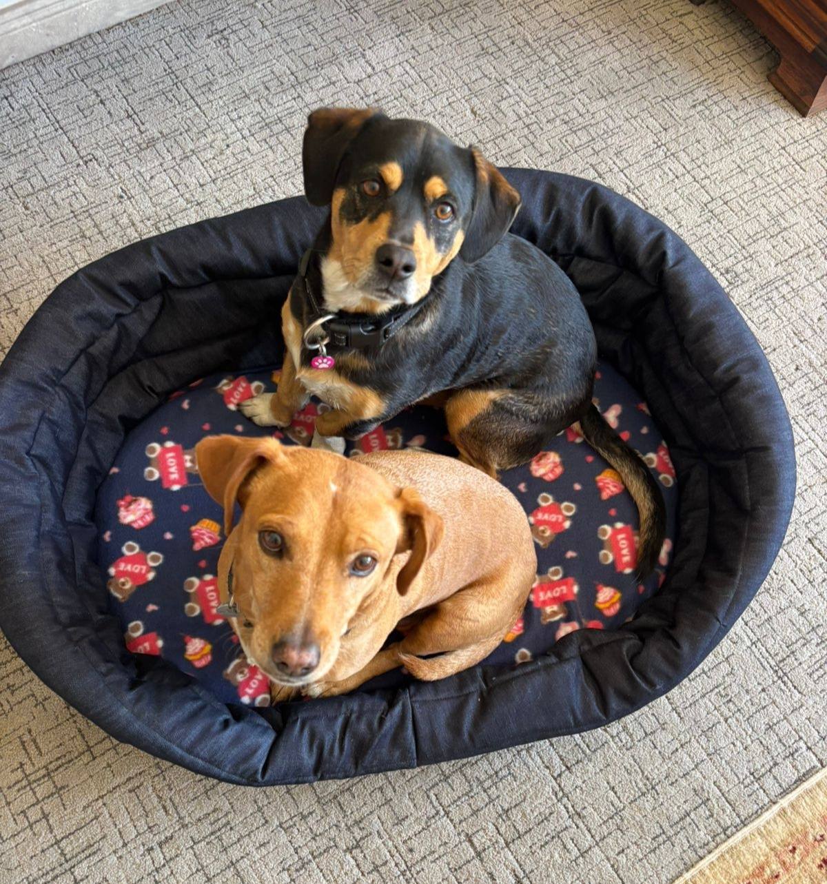 Standard Oval Bed Cushion