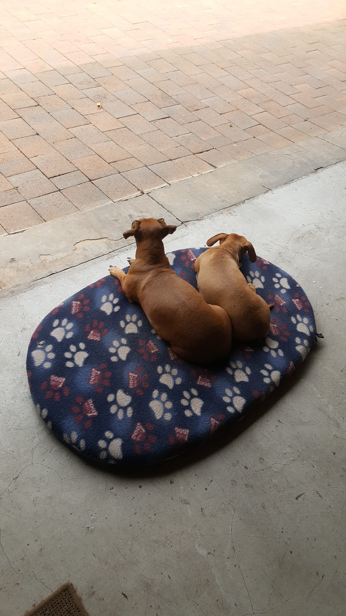 Standard Oval Bed Cushion